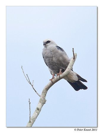 Mississippi Kite
