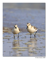 Sanderling