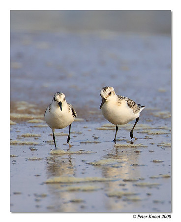 Sanderling