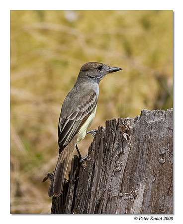 Great Crested Flycatcher