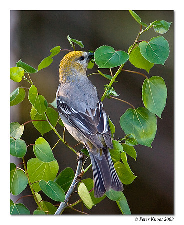 Pine Grosbeak