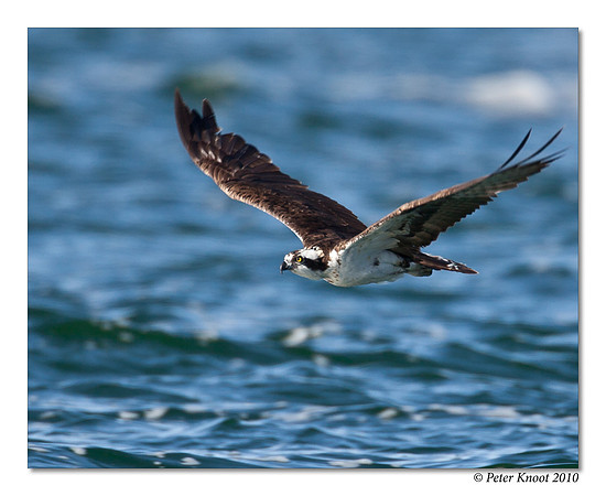 Osprey