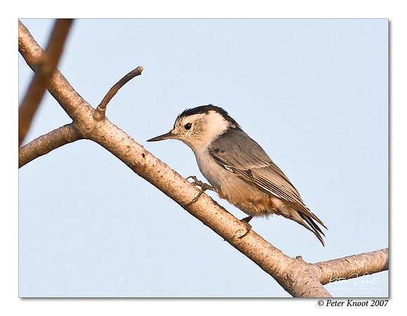 peter_white-breasted_nuthatch_1