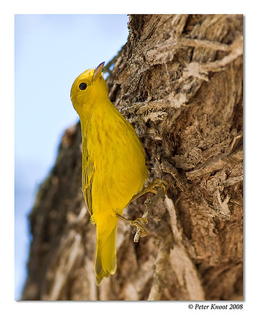 Yellow Warbler