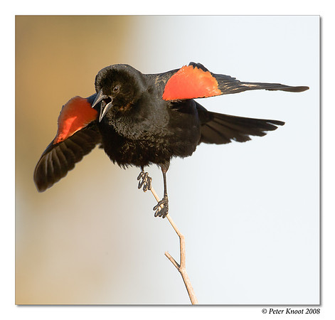 Red-winged Blackbird