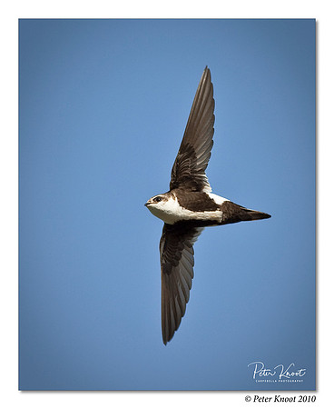 White-throated Swift