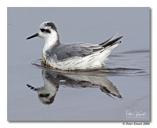 Red Phalarope