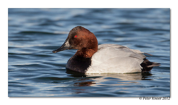 Canvasback