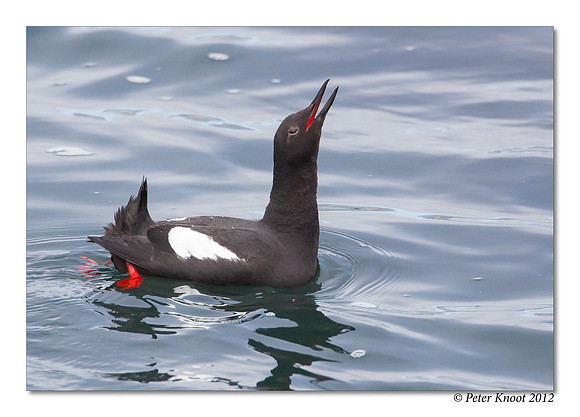 Pigeon Guillemot