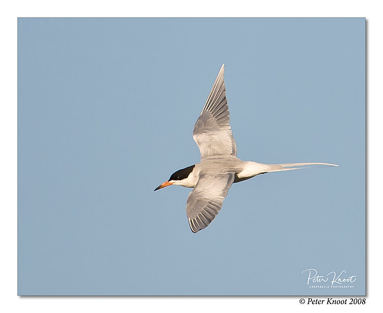 Forster's Tern