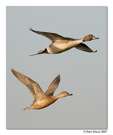 Northern Pintail