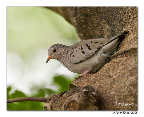 Common Ground Dove