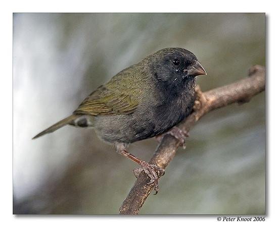Black-faced Grassquit