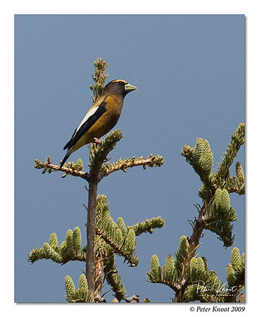 Evening Grosbeak