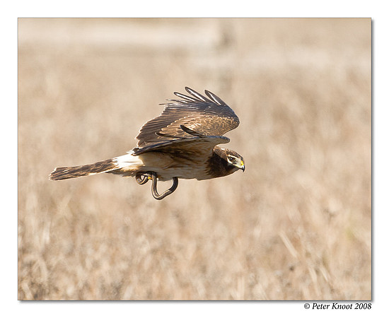 Northern Harrier