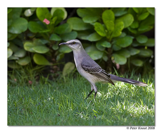 Tropical Mockingbird