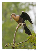 Anhinga