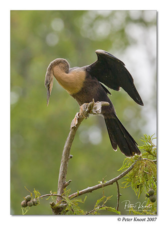 Anhinga