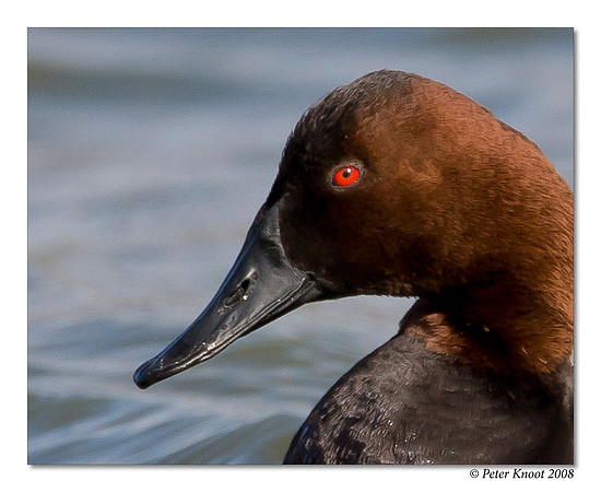 Canvasback