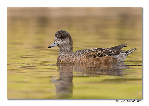 American Wigeon
