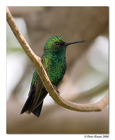 Blue-tailed Emerald Hummingbird