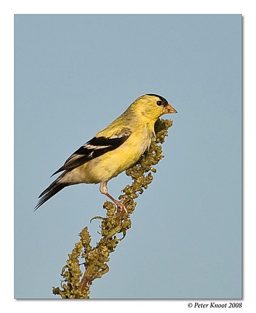 American Goldfinch