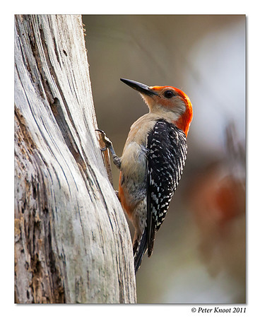 Red-bellied Woodpecker