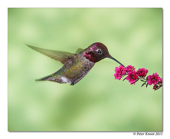 Anna's Hummingbird