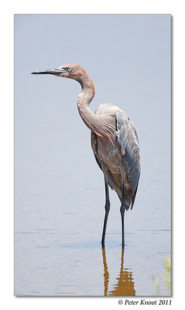 peter_reddish_egret_6