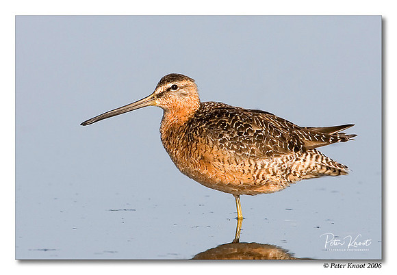 Long-billed Dowitcher