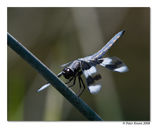 Eight-spotted Skimmer