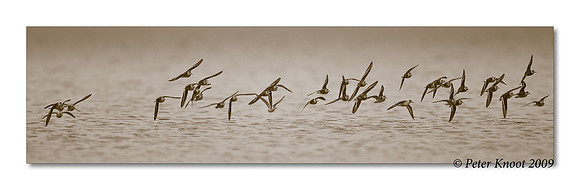 Red-necked Phalarope