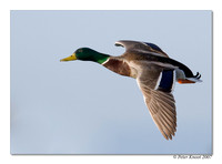 peter_mallard_13