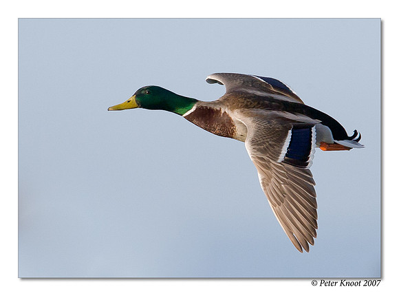 peter_mallard_13