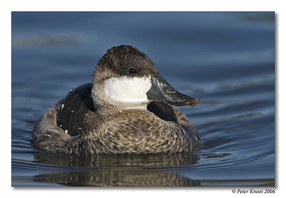 peter_ruddy_duck_6