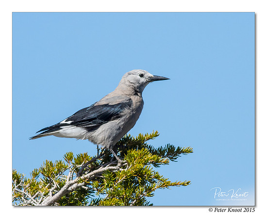 Clark's Nutcracker