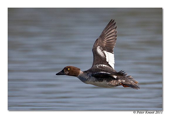 Common Goldeneye