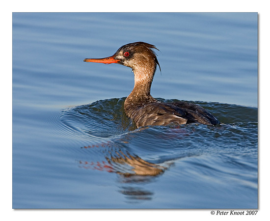 Red-breasted Merganser