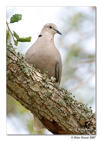 Eurasian Collared Dove