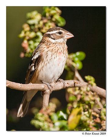 Rose-breasted Grosbeak