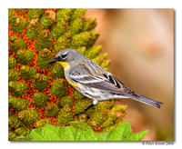 Yellow-rumped Warbler