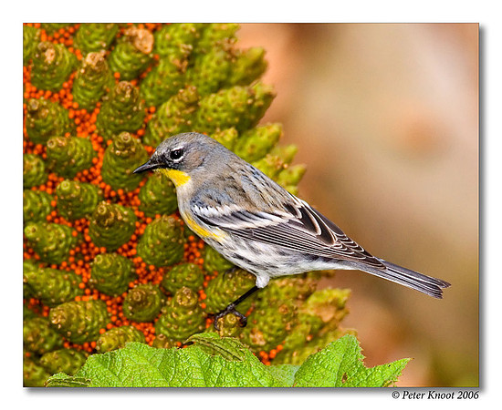 Yellow-rumped Warbler