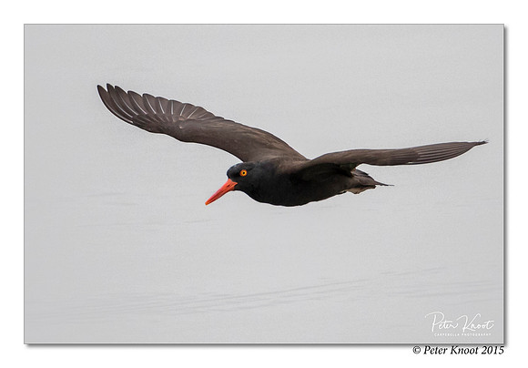 Black Oystercatcher