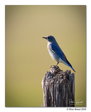 Mountain Bluebird