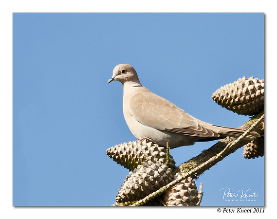 Eurasian Collared Dove