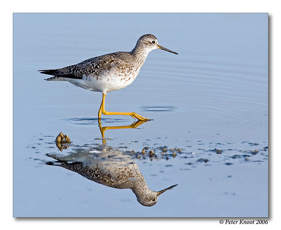 Lesser Yellowlegs