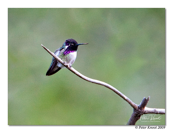 Costa's Hummingbird