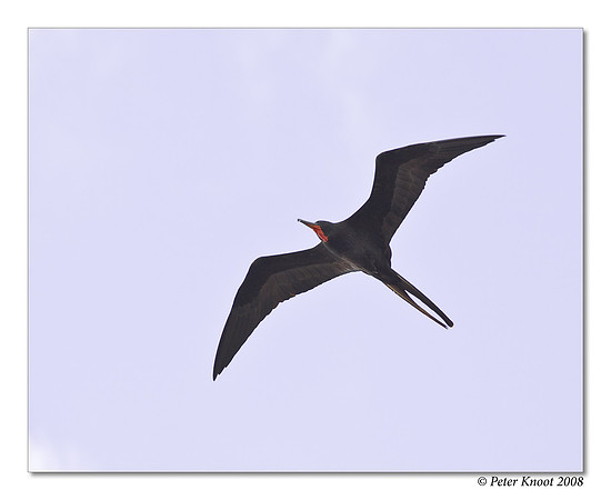 Magnificent Frigatebird