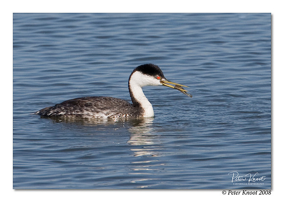 Western Grebe
