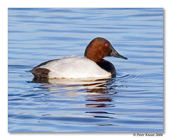 peter_canvasback_1